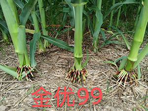 ����(y��u)99���׸�ϵ