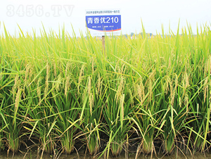 ���マ(y��u)210-ˮ���N��-�𽡷N�I(y��)